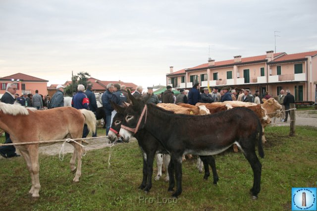 Fiera del Bestiame (17).JPG